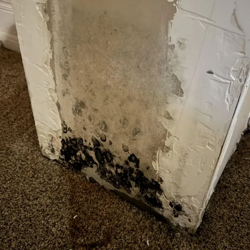 Professional Mold Removal in Lowell, MI